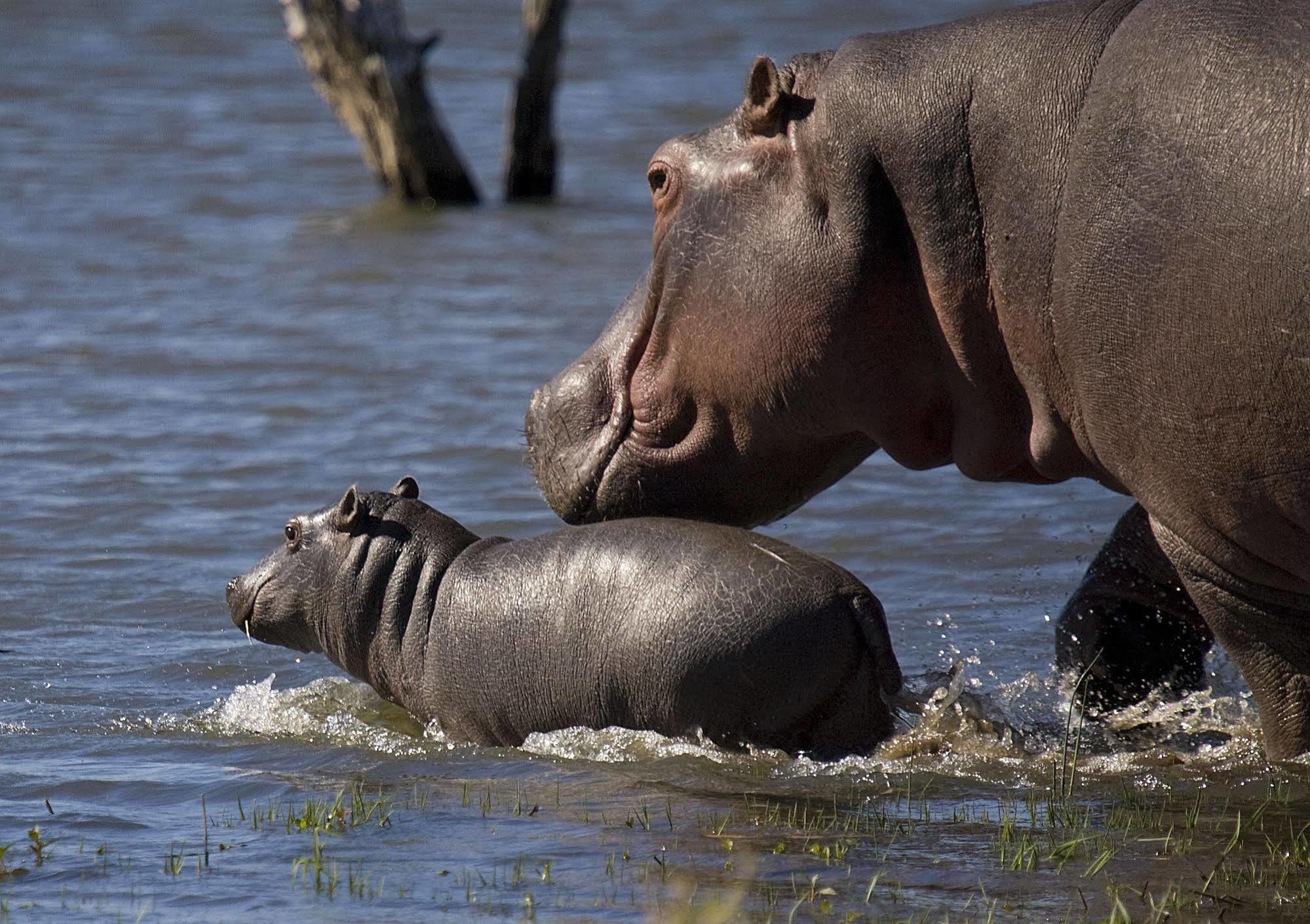 Mjejane River Lodge Marloth Park Kültér fotó